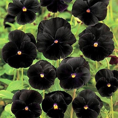 Lorvox Pansy Hybrid Flower Seed(20 per packet)