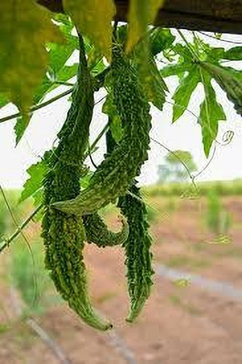 BDSresolve Original Bitter gourd seeds pack of 44 Seed(44 per packet)