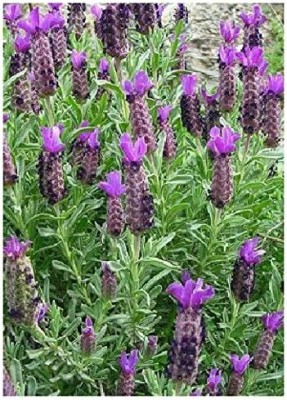 ActrovaX French Lavender (Lavandula stoechas) - - Herbs [400 Seeds] Seed(400 per packet)