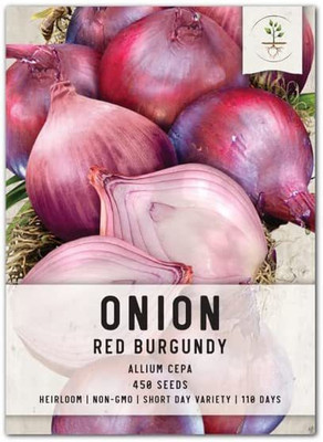 CYBEXIS VXI-19 - Red Burgundy Onion - (4500 Seeds) Seed(4500 per packet)