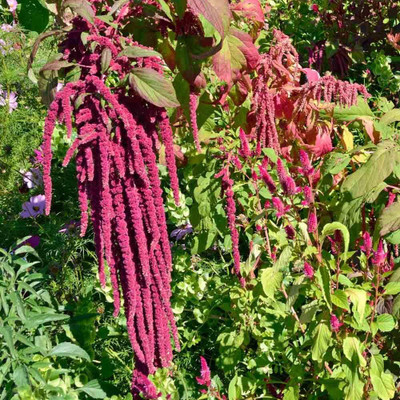 Epazo Amaranthus Mixed Color Flower Seeds For All Season Seed(105 per packet)