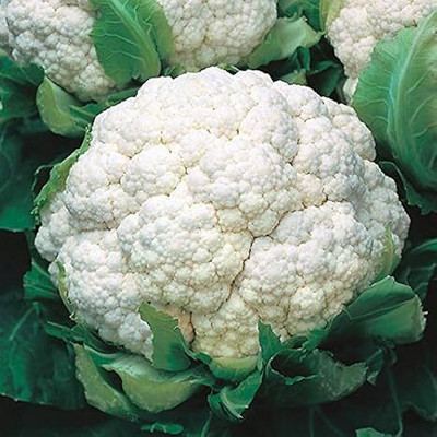 KNESSiN DELON Cauliflower Seed(200 per packet)