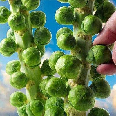 CYBEXIS Organic Brussels Sprout Seeds2000 Seeds Seed(2000 per packet)