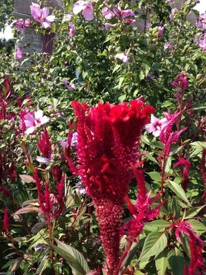 Qualtivate LX-20 Red Celosia Seeds, Cockscomb Seed(50 per packet)