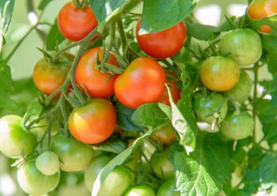 WILLVINE Deshi Tomato Seeds for Home Gardening [1g, 300 Seeds] Seed(300 per packet)