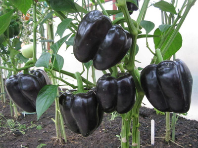VibeX ® VLR-620 IMPORTED CAPSICUM Black Seed(200 per packet)