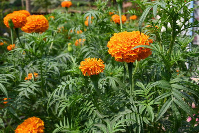 Infintegreen marigold/gende ka phool flower seeds Seed(50 per packet)