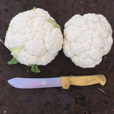 Quentova Cauliflower – Amerigo-3R-PUA Seed(300 per packet)