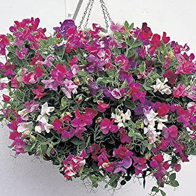 MAA Sweet Pea Seed(25 per packet)