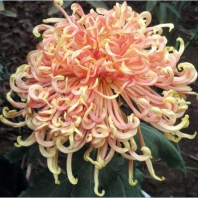 VibeX NDIR-68 - Chrysanthemum Perennial Herb Easy to Maintain Beautiful - (90 Seeds) Seed(90 per packet)