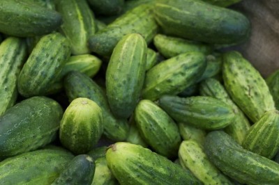 CYBEXIS Productive Quality Russian Variety Cucumber Seeds 2000 Seeds Seed(2000 per packet)