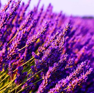 WILLVINE Heirloom - Herb Seeds : Lavender English-[100 Seeds] Seed(100 per packet)