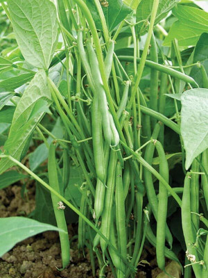 the green dotcom French Beans Seed(105 per packet)