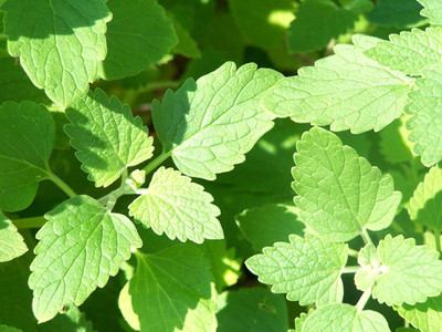 CYBEXIS LXI-90 - Catnip Nepeta Cataria - (13500 Seeds) Seed(13500 per packet)
