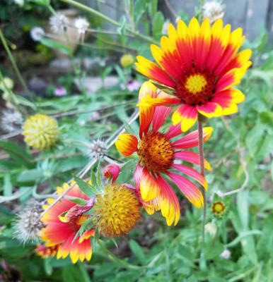 Avysa GAILLARDIA (BLANKET FLOWERS) Seed(30 per packet)