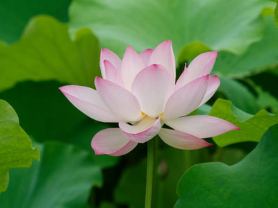 HUEX lotus,kamal seeds Seed(11 per packet)