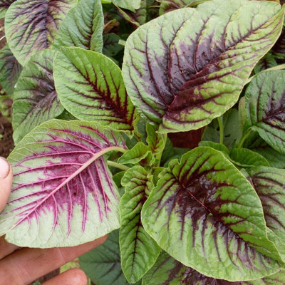 Quentova Red Leaf Amaranth Callaloo Chinese Spinach-AJ-7Q Seed(250 per packet)