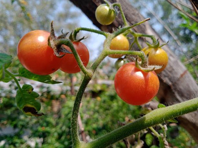 BASF tomato Seed(80 per packet)
