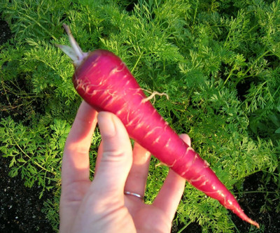 Aywal Carrot Gajar Seed For Planting For Home And Gardening Seed(125 per packet)