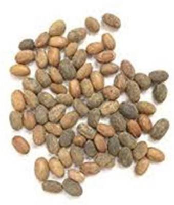 VS GLOBAL JAMAL GOTA seeds/( 50 per packet ) Seed