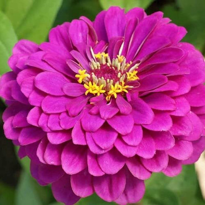 Lorvox Zinnia 'Scabiosa Flowered Seed(80 per packet)