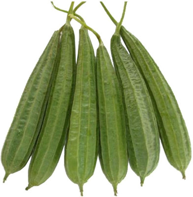 XOLDAA FI QUALITY RIDGE GOURD Seed(10 per packet)