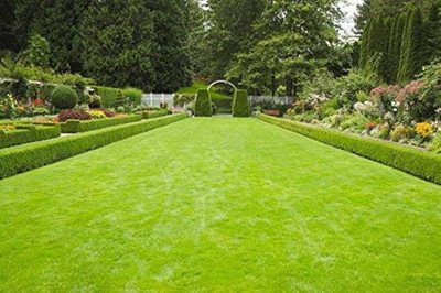 BJUBAS Lawn grass seeds for cold region PACK OF 33000 Seed(33000 per packet)