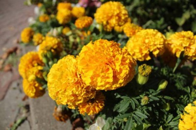 GCS Kantola Seeds marigold/gende ka phool flower seeds Seed(75 per packet)