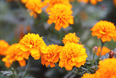 EyePlex marigold,gende ka phool seeds Seed(22 per packet)