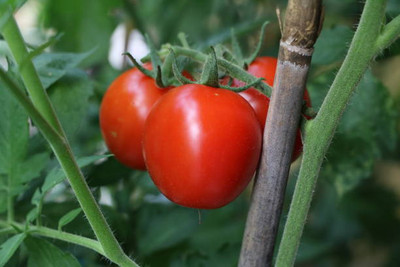 GROWN tomato Seed(100 per packet)