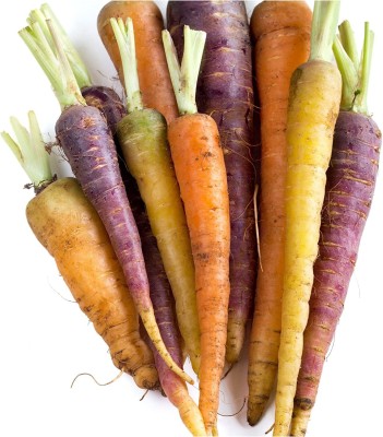 VibeX TLX-41 - Rainbow Carrot - (250 Seeds) Seed(250 per packet)