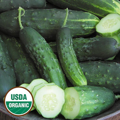 Quentova Early Fortune Cucumber-CTU-5L Seed(200 per packet)