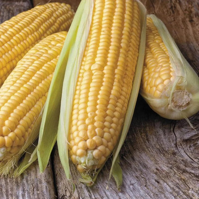 Biosnyg Honey Select Triplesweet Hybrid Corn Seeds-100 Seeds/10gm Seed(100 per packet)