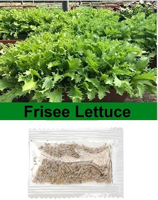 Quentova Frisee Lettuce 0.5gm-VII-7A Seed(400 per packet)