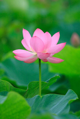 SHREENATHJI SEEDS FARM lotus,kamal gatta Seed(15 per packet)