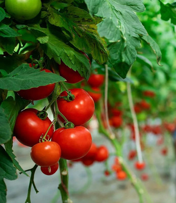 Quentova Ace 55-VF Tomato 2.5gm Seeds Seed(1000 per packet)