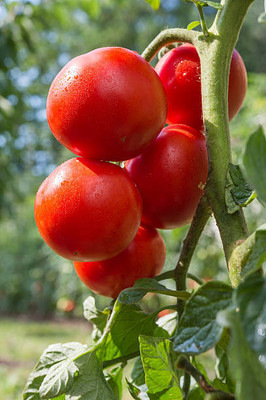 Go Raw tomato Seed(145 per packet)