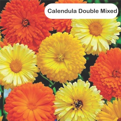 komstec Calendula Double Mixed: Vibrant Blooms for Your Garden Oasis Seed(10 g)