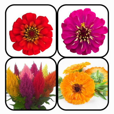 CYBEXIS Pack Of 4 Types FLOWER Seeds Seed(10 g)