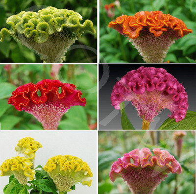BSARKAR Hybrid multicolor celosia flowers seed Seed(40 per packet)