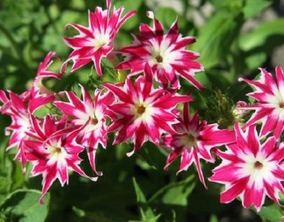 Biosnyg PHLOX DRUMMONDII TWINKLE MIXED SEEDS [100 Seeds] Seed(100 per packet)