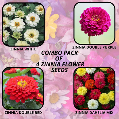 CYBEXIS Pack Of 4 Types ZINNIA FLOWER Seeds Seed(10 g)