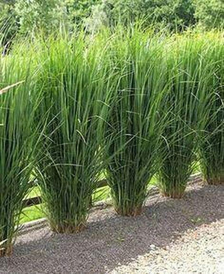 Aywal Lemon Grass Seed(10 per packet)
