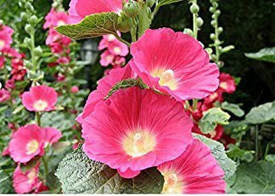 MAA Holly Hock Seed(38 per packet)