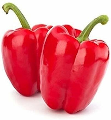 TRICONE Capsicum Seed(250 per packet)
