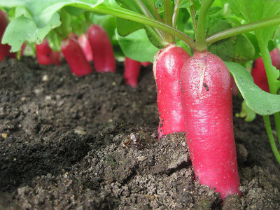 CYBEXIS LX-30 - French Breakfast Radish - (250 Seeds) Seed(250 per packet)