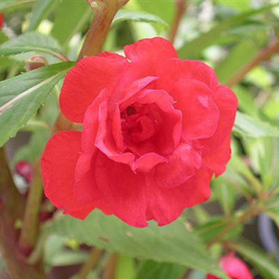 SeeGreen Hybrid BALSAM FLOWER. GUL MEHENDI. BALSAM PHOOL_b20 Seed(20 per packet)