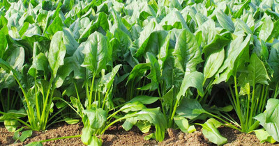 Seedsilk Store Palak Seeds For Home Garden Organic Palak/Palang Saag Seeds Seed(500 per packet)
