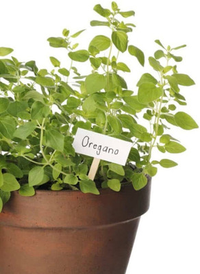 PROWSEED Common Oregano Origanum Vulgare Seed(100 per packet)