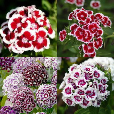 ibains Sweet william mixed seeds 15 Seed(15 per packet)